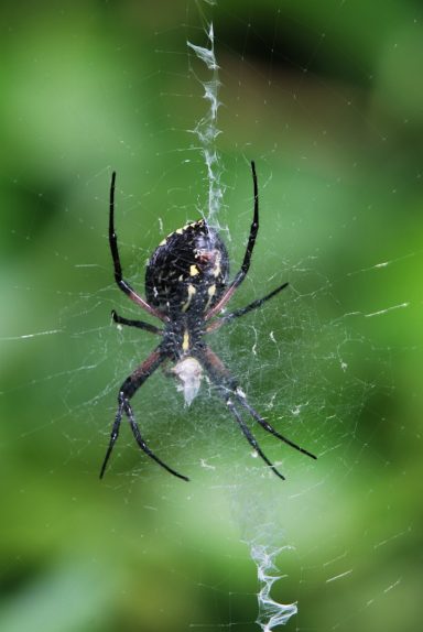 Black spider with yellow markings on a web against a blurred green background.